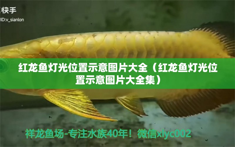 紅龍魚燈光位置示意圖片大全（紅龍魚燈光位置示意圖片大全集） 印尼紅龍魚