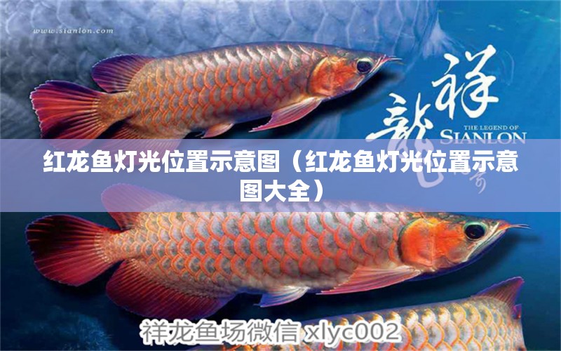 紅龍魚燈光位置示意圖（紅龍魚燈光位置示意圖大全）