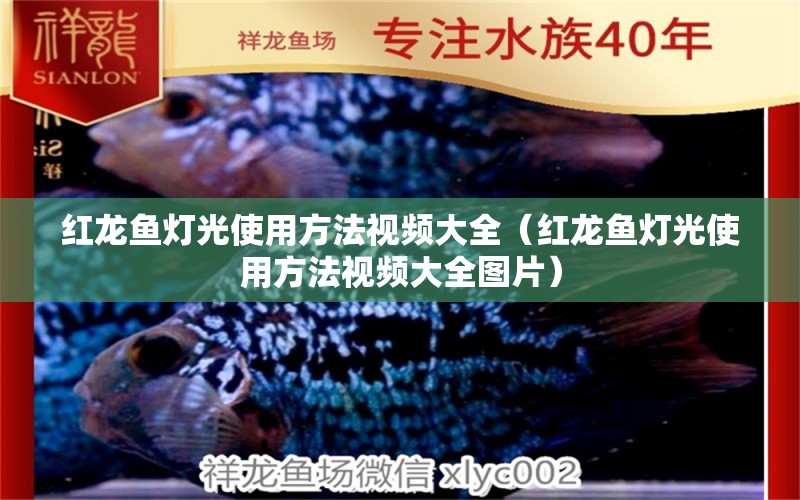 紅龍魚燈光使用方法視頻大全（紅龍魚燈光使用方法視頻大全圖片）