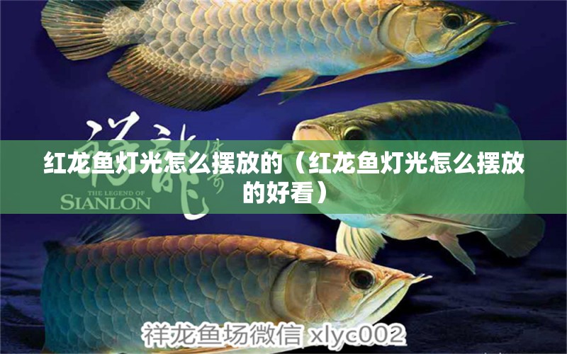 紅龍魚燈光怎么擺放的（紅龍魚燈光怎么擺放的好看） 印尼紅龍魚