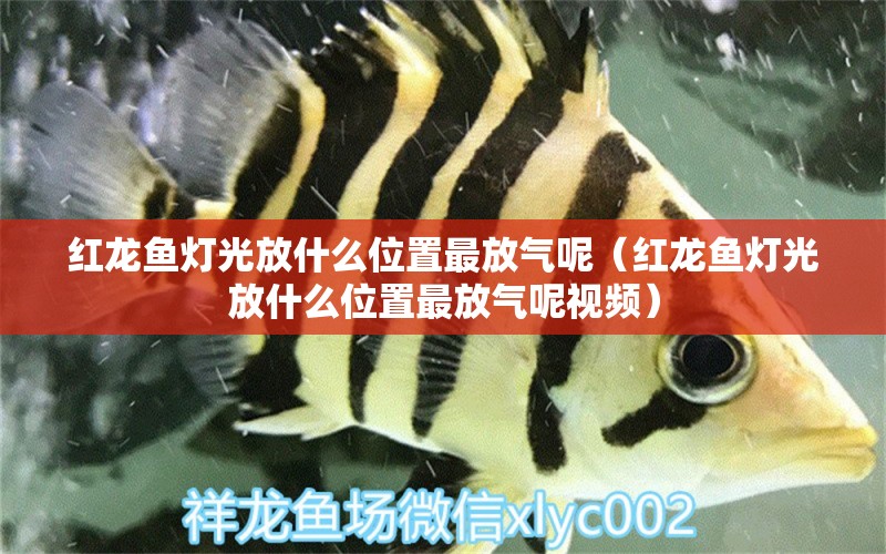 紅龍魚燈光放什么位置最放氣呢（紅龍魚燈光放什么位置最放氣呢視頻）