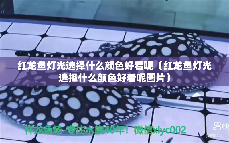 紅龍魚燈光選擇什么顏色好看呢（紅龍魚燈光選擇什么顏色好看呢圖片） 印尼紅龍魚