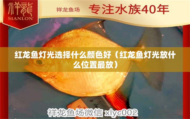 紅龍魚燈光選擇什么顏色好（紅龍魚燈光放什么位置最放）