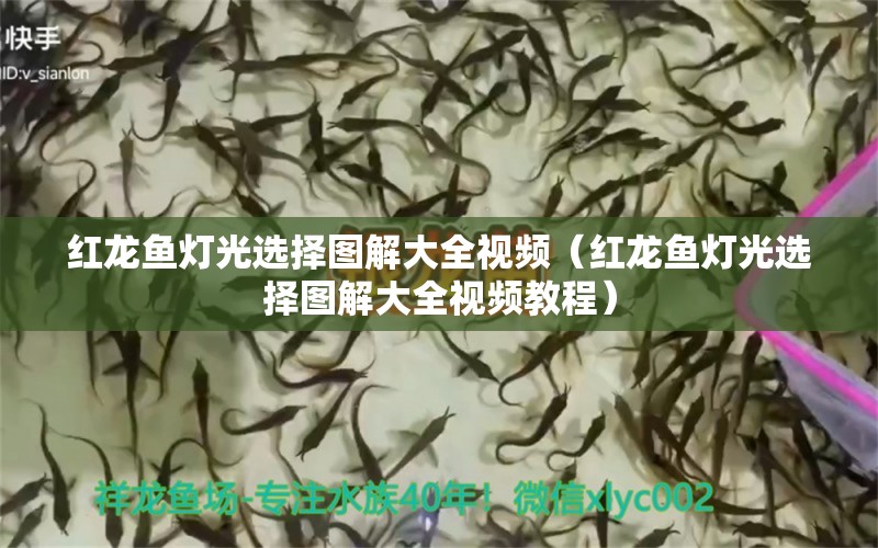 紅龍魚燈光選擇圖解大全視頻（紅龍魚燈光選擇圖解大全視頻教程）