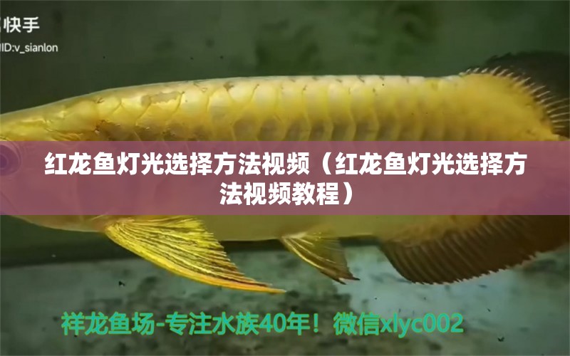 紅龍魚燈光選擇方法視頻（紅龍魚燈光選擇方法視頻教程）