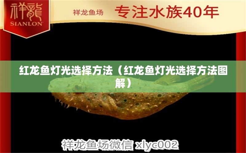 紅龍魚燈光選擇方法（紅龍魚燈光選擇方法圖解） 印尼紅龍魚