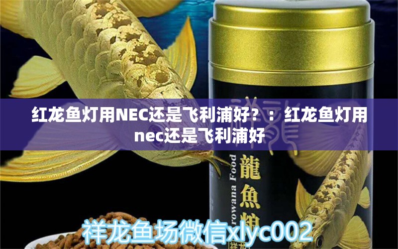 紅龍魚燈用NEC還是飛利浦好？：紅龍魚燈用nec還是飛利浦好 龍魚百科 第2張