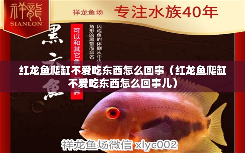 紅龍魚爬缸不愛吃東西怎么回事（紅龍魚爬缸不愛吃東西怎么回事兒）