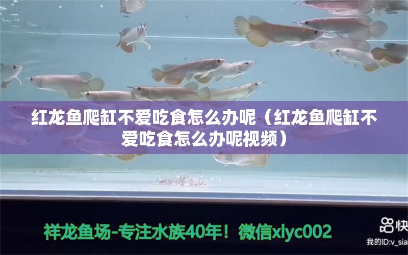 紅龍魚爬缸不愛吃食怎么辦呢（紅龍魚爬缸不愛吃食怎么辦呢視頻）