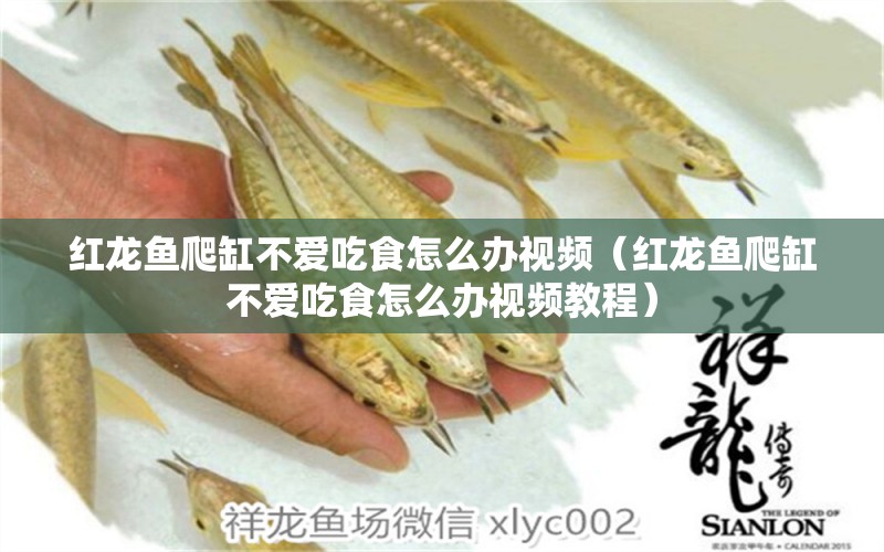 紅龍魚爬缸不愛吃食怎么辦視頻（紅龍魚爬缸不愛吃食怎么辦視頻教程）