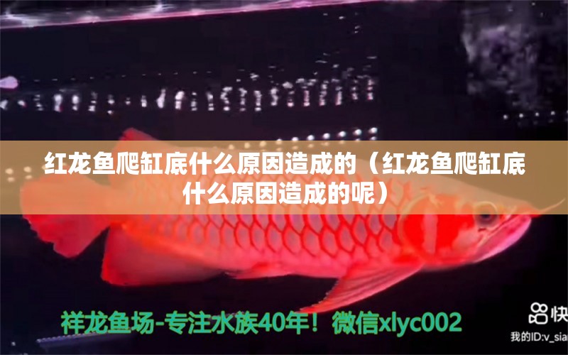 紅龍魚(yú)爬缸底什么原因造成的（紅龍魚(yú)爬缸底什么原因造成的呢）