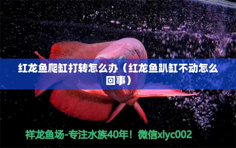 紅龍魚(yú)爬缸打轉(zhuǎn)怎么辦（紅龍魚(yú)趴缸不動(dòng)怎么回事） 印尼紅龍魚(yú)