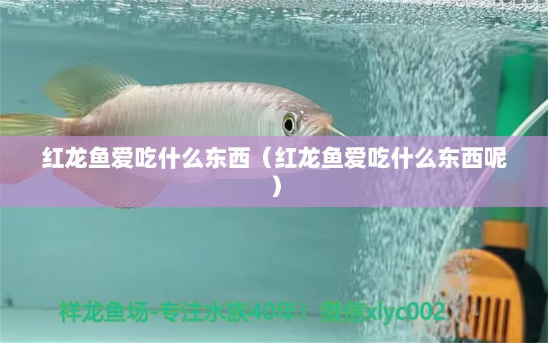 紅龍魚愛吃什么東西（紅龍魚愛吃什么東西呢）