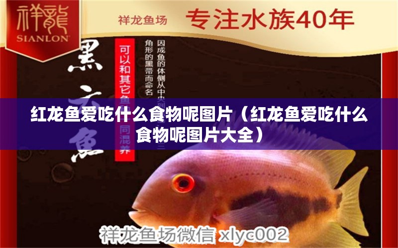 紅龍魚愛吃什么食物呢圖片（紅龍魚愛吃什么食物呢圖片大全）