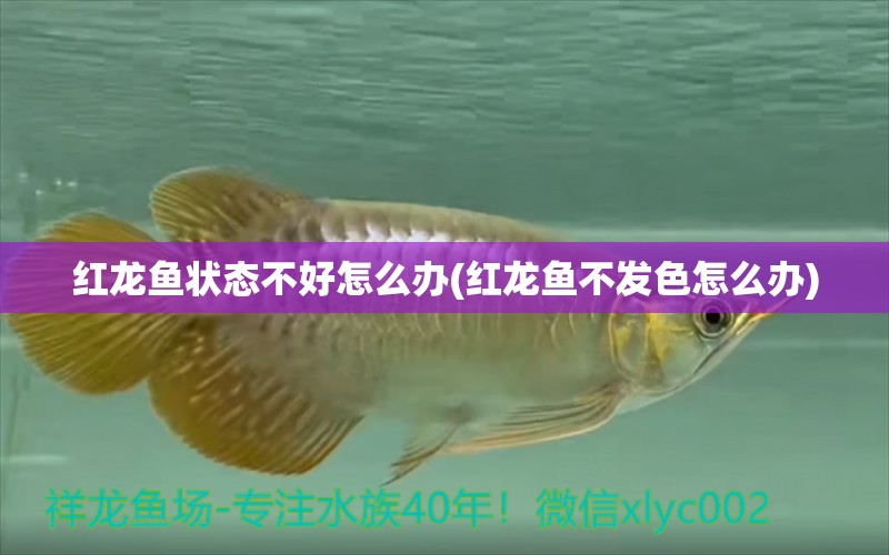 紅龍魚狀態(tài)不好怎么辦(紅龍魚不發(fā)色怎么辦)