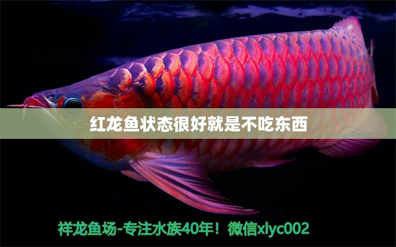 紅龍魚狀態(tài)很好就是不吃東西 水族問答