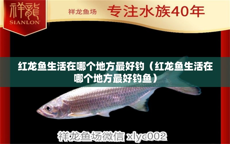 紅龍魚(yú)生活在哪個(gè)地方最好釣（紅龍魚(yú)生活在哪個(gè)地方最好釣魚(yú)）