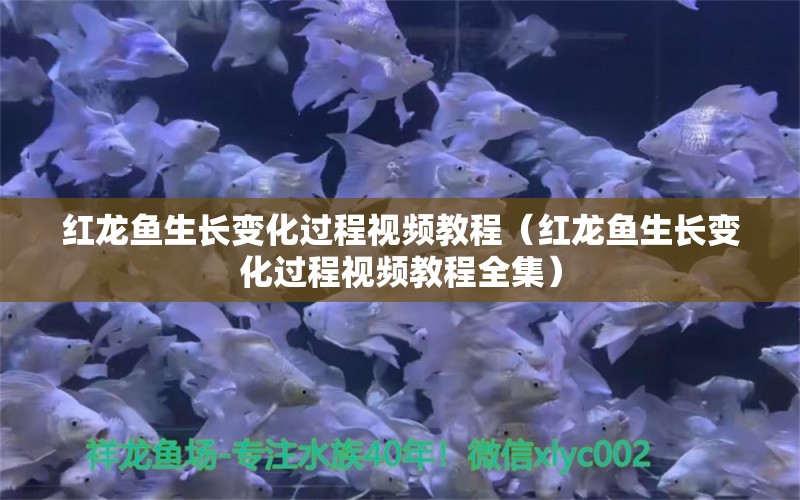 紅龍魚生長變化過程視頻教程（紅龍魚生長變化過程視頻教程全集）