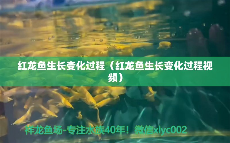 紅龍魚生長變化過程（紅龍魚生長變化過程視頻）