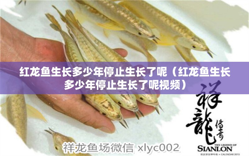 紅龍魚(yú)生長(zhǎng)多少年停止生長(zhǎng)了呢（紅龍魚(yú)生長(zhǎng)多少年停止生長(zhǎng)了呢視頻）