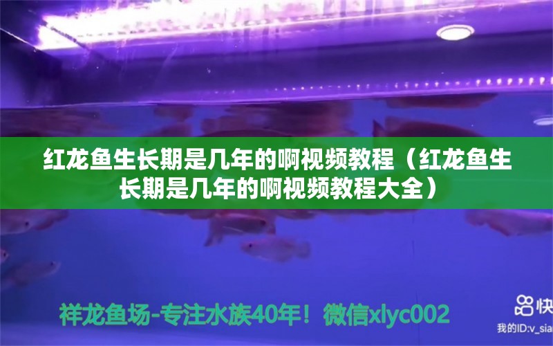 紅龍魚生長期是幾年的啊視頻教程（紅龍魚生長期是幾年的啊視頻教程大全） 龍魚百科