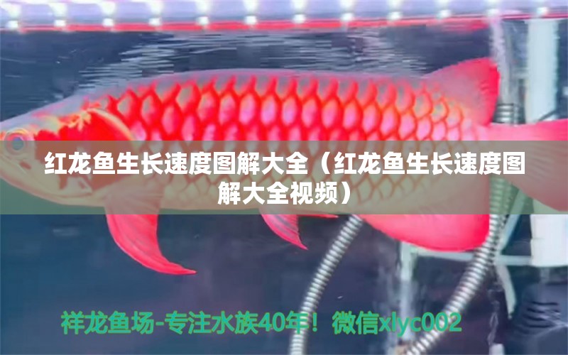 紅龍魚生長速度圖解大全（紅龍魚生長速度圖解大全視頻） 印尼紅龍魚