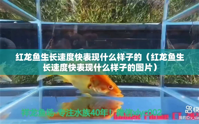 紅龍魚生長(zhǎng)速度快表現(xiàn)什么樣子的（紅龍魚生長(zhǎng)速度快表現(xiàn)什么樣子的圖片）