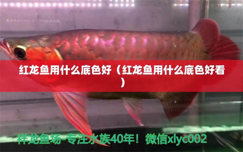 紅龍魚用什么底色好（紅龍魚用什么底色好看） 印尼紅龍魚