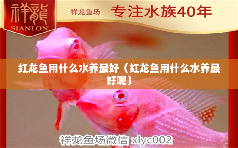 紅龍魚用什么水養(yǎng)最好（紅龍魚用什么水養(yǎng)最好呢）