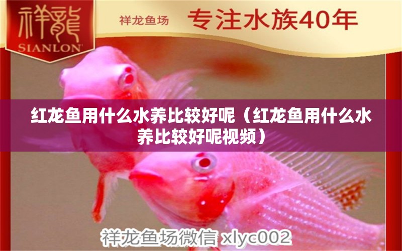 紅龍魚用什么水養(yǎng)比較好呢（紅龍魚用什么水養(yǎng)比較好呢視頻）