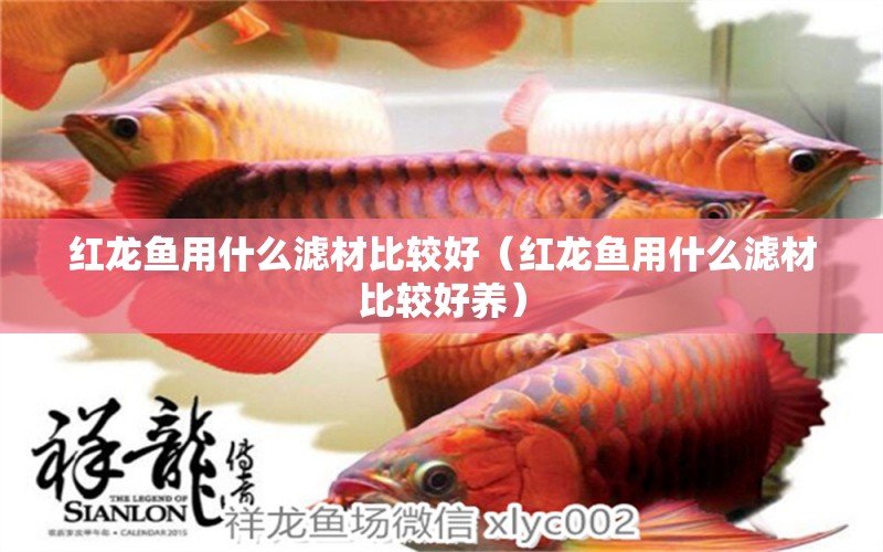 紅龍魚用什么濾材比較好（紅龍魚用什么濾材比較好養(yǎng)）