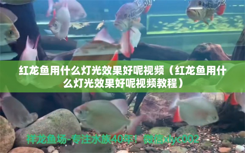 紅龍魚(yú)用什么燈光效果好呢視頻（紅龍魚(yú)用什么燈光效果好呢視頻教程） 印尼紅龍魚(yú)