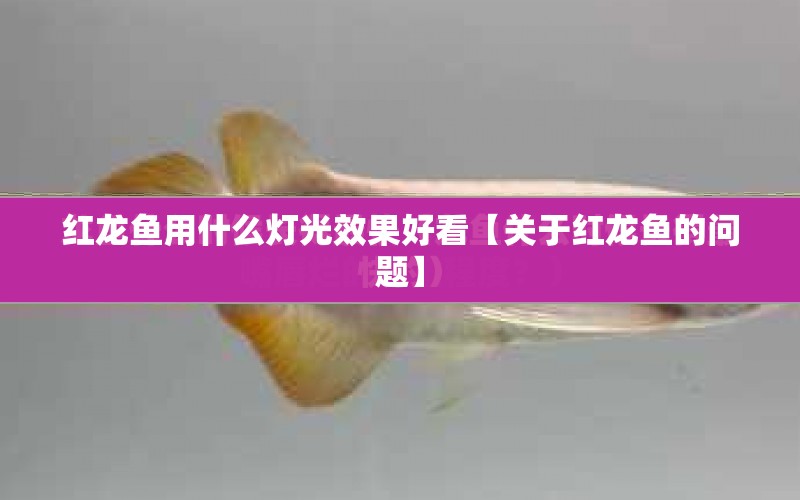 紅龍魚用什么燈光效果好看【關(guān)于紅龍魚的問題】 水族問答 第1張