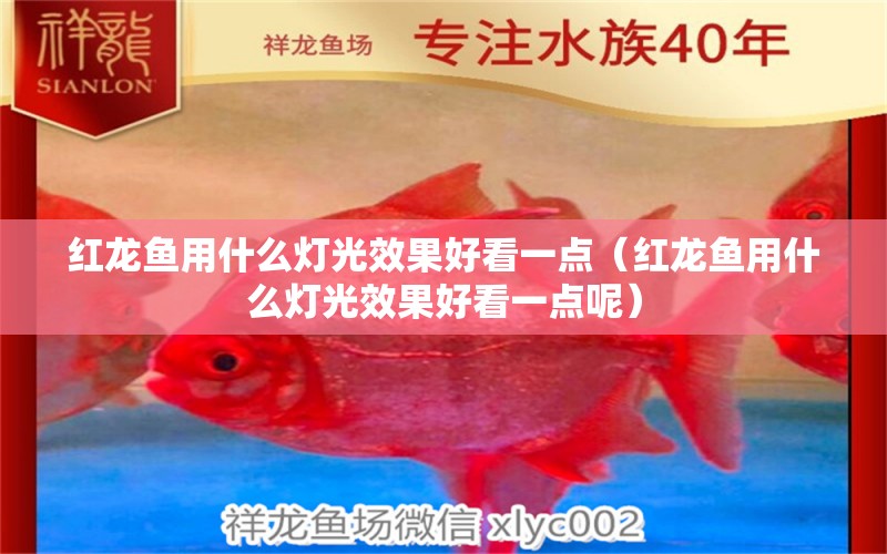 紅龍魚(yú)用什么燈光效果好看一點(diǎn)（紅龍魚(yú)用什么燈光效果好看一點(diǎn)呢） 印尼紅龍魚(yú)