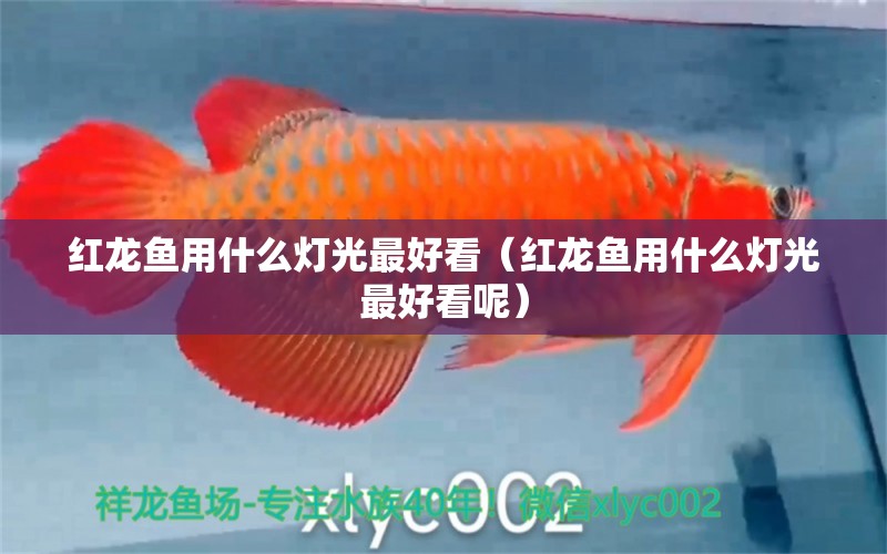 紅龍魚用什么燈光最好看（紅龍魚用什么燈光最好看呢） 印尼紅龍魚