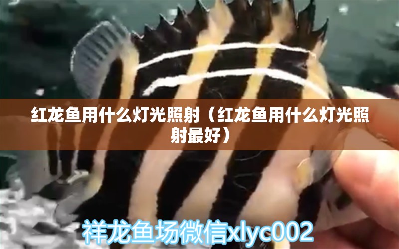 紅龍魚(yú)用什么燈光照射（紅龍魚(yú)用什么燈光照射最好）