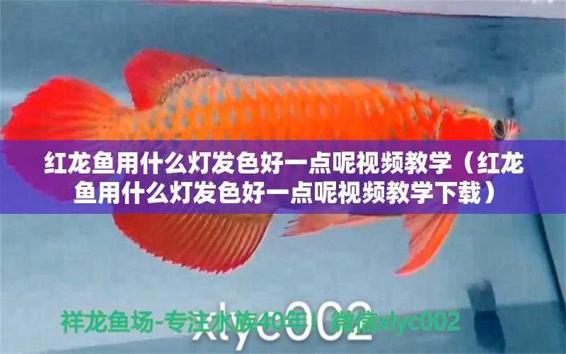 紅龍魚用什么燈發(fā)色好一點呢視頻教學(xué)（紅龍魚用什么燈發(fā)色好一點呢視頻教學(xué)下載） 印尼紅龍魚