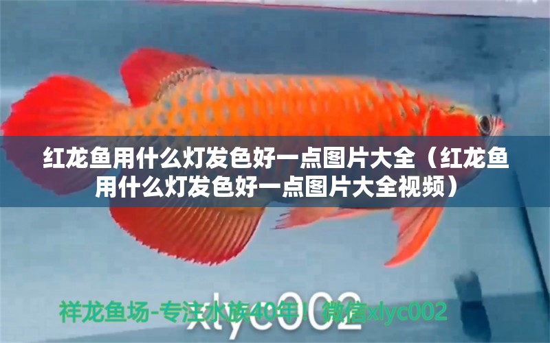 紅龍魚用什么燈發(fā)色好一點(diǎn)圖片大全（紅龍魚用什么燈發(fā)色好一點(diǎn)圖片大全視頻） 印尼紅龍魚