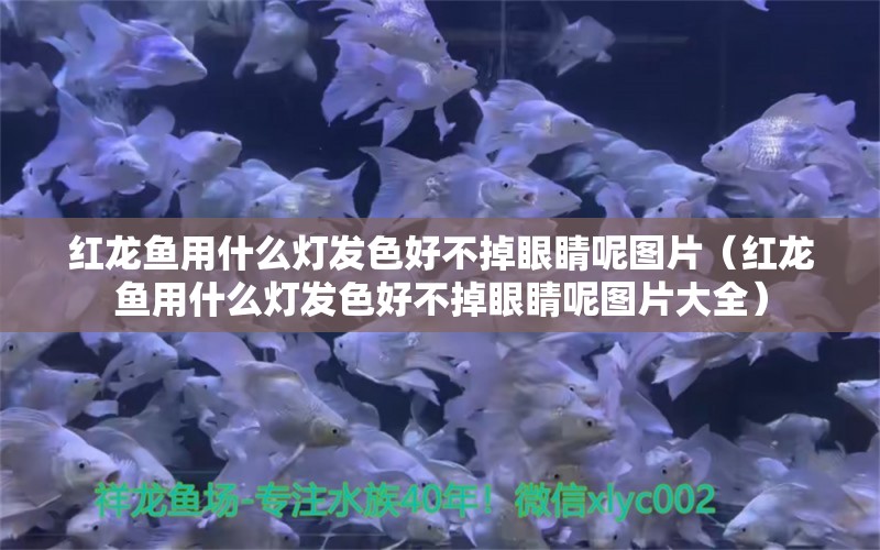 紅龍魚用什么燈發(fā)色好不掉眼睛呢圖片（紅龍魚用什么燈發(fā)色好不掉眼睛呢圖片大全）