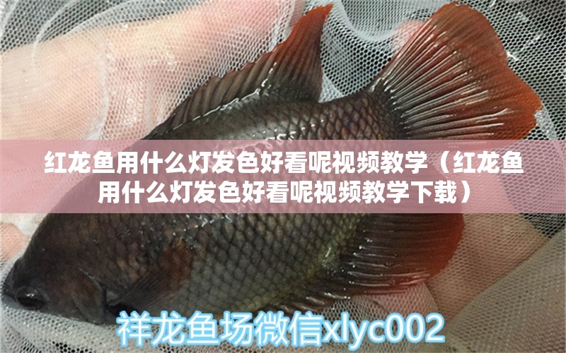 紅龍魚(yú)用什么燈發(fā)色好看呢視頻教學(xué)（紅龍魚(yú)用什么燈發(fā)色好看呢視頻教學(xué)下載） 印尼紅龍魚(yú)