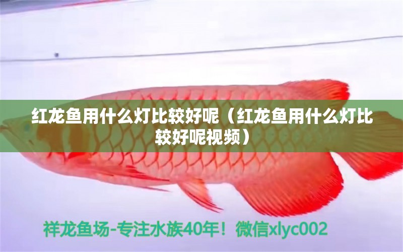 紅龍魚用什么燈比較好呢（紅龍魚用什么燈比較好呢視頻）