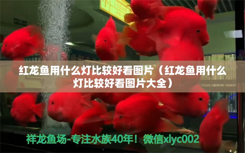 紅龍魚用什么燈比較好看圖片（紅龍魚用什么燈比較好看圖片大全）