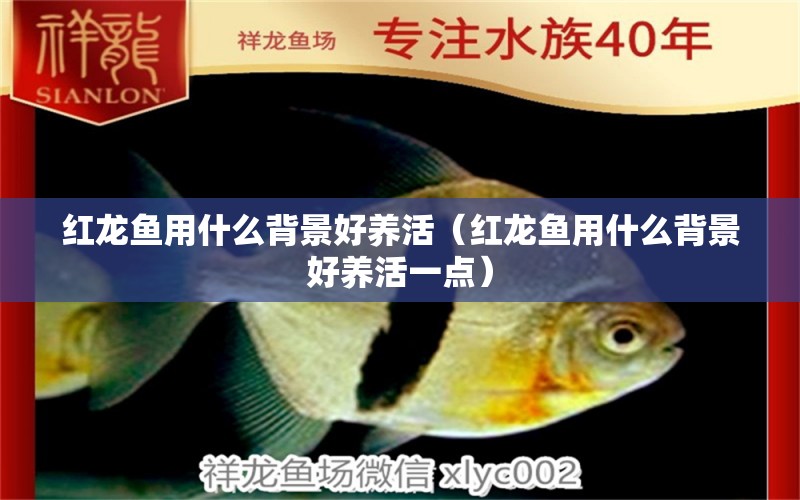 紅龍魚用什么背景好養(yǎng)活（紅龍魚用什么背景好養(yǎng)活一點(diǎn)） 印尼紅龍魚