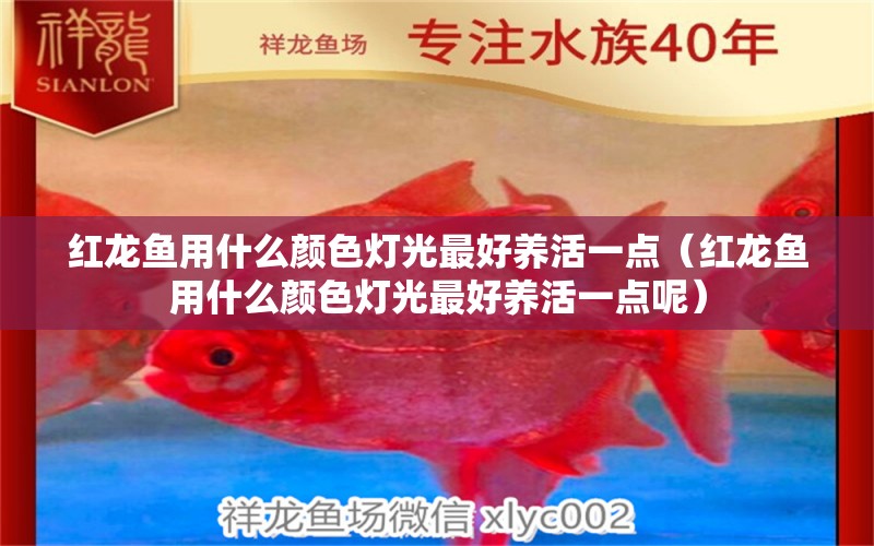 紅龍魚用什么顏色燈光最好養(yǎng)活一點(diǎn)（紅龍魚用什么顏色燈光最好養(yǎng)活一點(diǎn)呢） 印尼紅龍魚