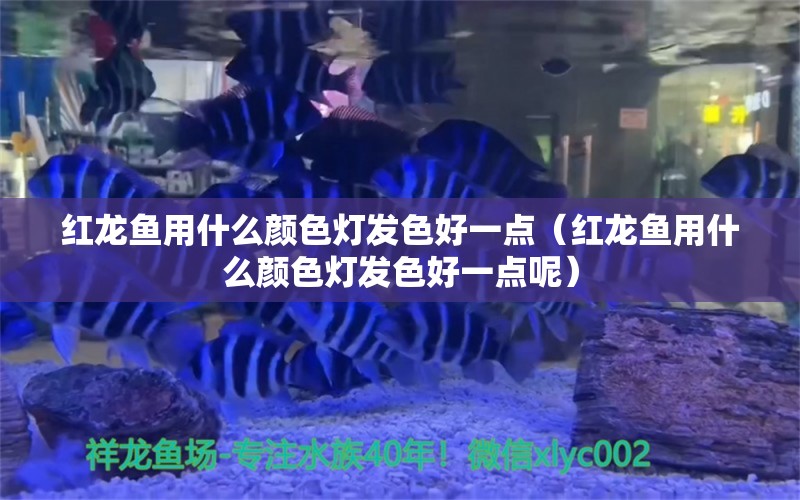 紅龍魚用什么顏色燈發(fā)色好一點(diǎn)（紅龍魚用什么顏色燈發(fā)色好一點(diǎn)呢） 印尼紅龍魚