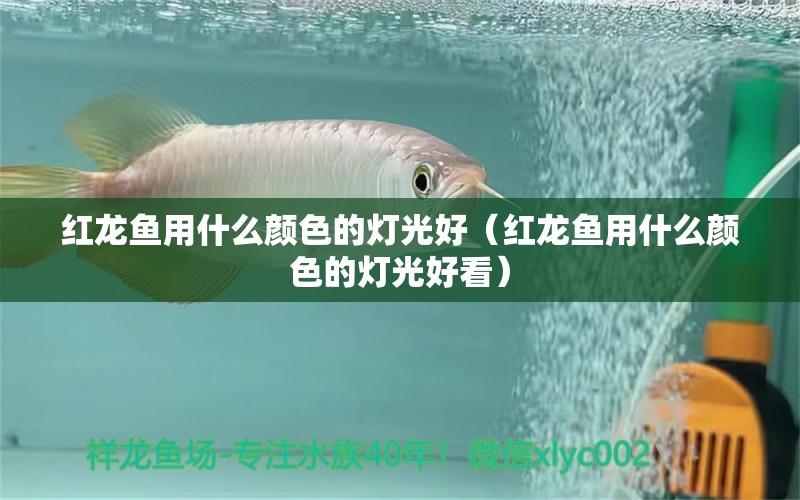 紅龍魚用什么顏色的燈光好（紅龍魚用什么顏色的燈光好看） 印尼紅龍魚