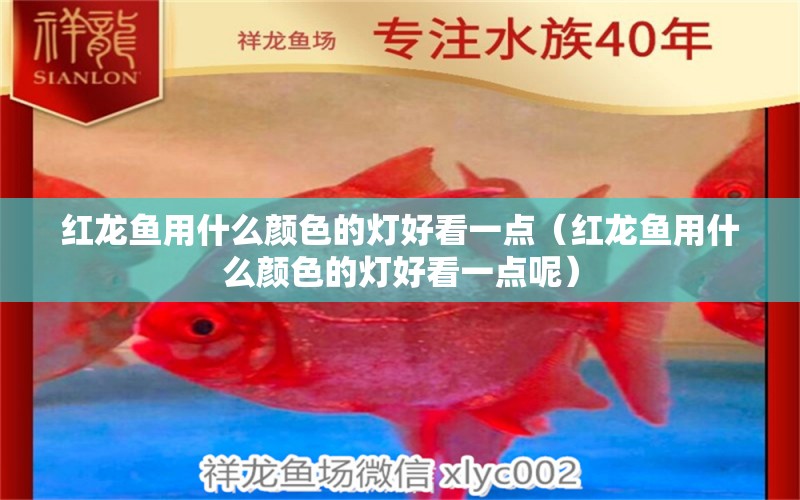 紅龍魚(yú)用什么顏色的燈好看一點(diǎn)（紅龍魚(yú)用什么顏色的燈好看一點(diǎn)呢） 印尼紅龍魚(yú)