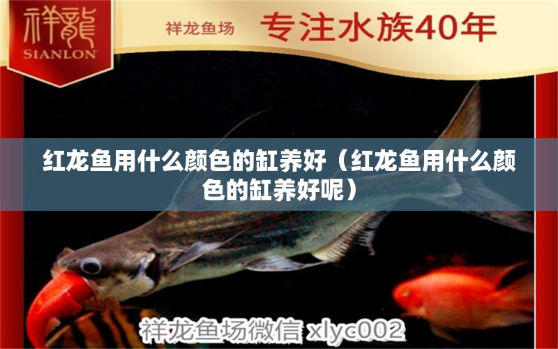 紅龍魚用什么顏色的缸養(yǎng)好（紅龍魚用什么顏色的缸養(yǎng)好呢） 龍魚百科