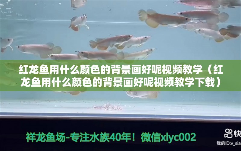 紅龍魚用什么顏色的背景畫好呢視頻教學(xué)（紅龍魚用什么顏色的背景畫好呢視頻教學(xué)下載）