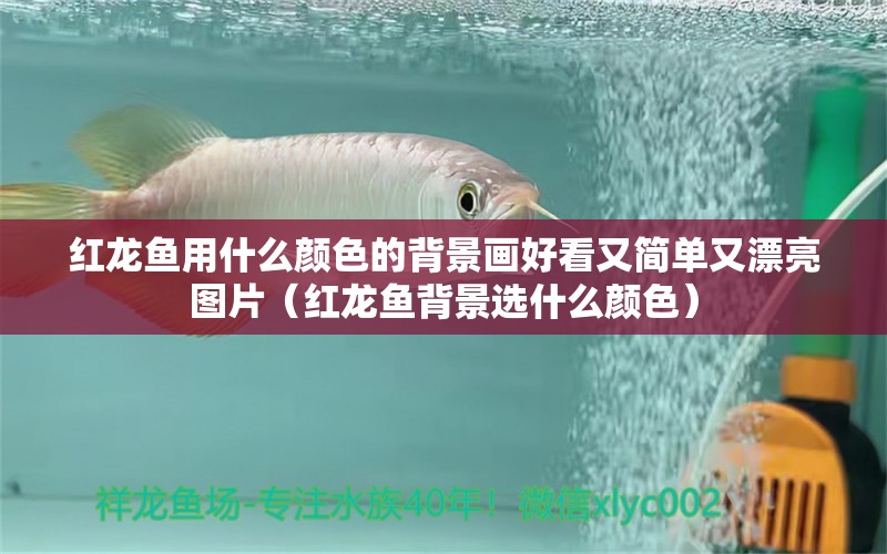 紅龍魚用什么顏色的背景畫好看又簡單又漂亮圖片（紅龍魚背景選什么顏色）